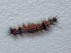 Lymantriinae inconnu